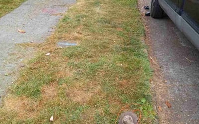 Photo of Angelica R.'s yard after getting tree care in Cheney, WA