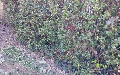 Photo of Damien K.'s yard after getting tree care in Newnan, GA