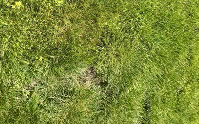 Photo of John R.'s yard after getting landscaping in Puyallup, WA
