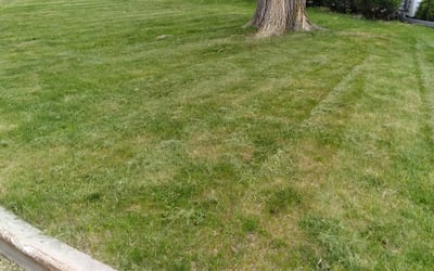 Photo of Mary M.'s yard after getting landscaping in West Bend, WI