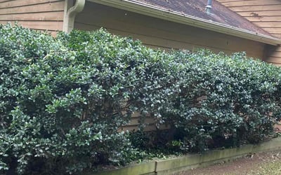 Photo of Steven G.'s yard after getting landscaping in Luthersville, GA