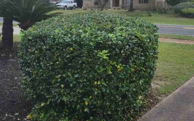 Photo of John C.'s yard after getting tree care in Pensacola, FL