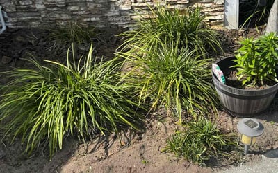 Photo of Kathy W.'s yard after getting landscaping in Middleburg, FL