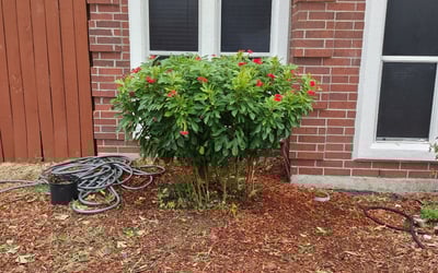 Photo of Brittany G.'s yard after getting landscaping in Mathis, TX