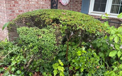 Photo of Rebecca W.'s yard after getting landscaping in Virginia Beach, VA