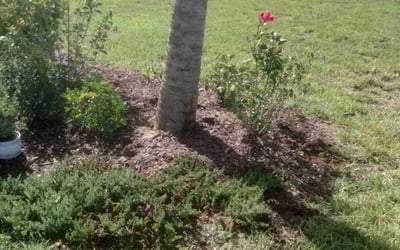 Photo of Nicole S.'s yard after getting landscaping in Dunnellon, FL