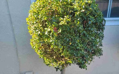 Photo of Uneki B.'s yard after getting tree care in Los Angeles, CA