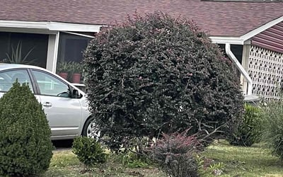 Photo of Gregory W.'s yard after getting landscaping in Trinity, NC