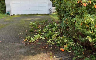 Photo of Gaylon C.'s yard after getting tree care in Colville, WA
