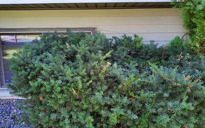 Photo of Mark K.'s yard after getting landscaping in Inver Grove Heights, MN