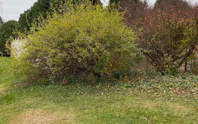 Photo of Kenneth M.'s yard after getting landscaping in Exton, PA