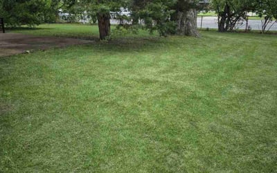 Photo of Sharon B.'s yard after getting landscaping in Florissant, MO