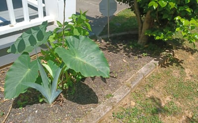 Photo of Daniel C.'s yard after getting landscaping in Jasper, GA