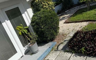Photo of AJ E.'s yard after getting tree care in Land O Lakes, FL