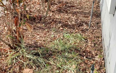 Photo of Brian L.'s yard after getting landscaping in Brandon, FL