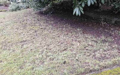 Photo of Hunter C.'s yard after getting landscaping in Bellevue, WA