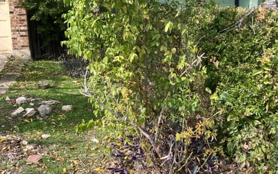 Photo of Michael R.'s yard after getting landscaping in Vanderpool, TX