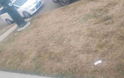 Photo of Scott S.'s yard after getting landscaping in Rollinsville, CO