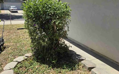 Photo of Javier C.'s yard after getting landscaping in San Jose, CA