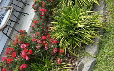Photo of Tom S.'s yard after getting landscaping in Hanahan, SC