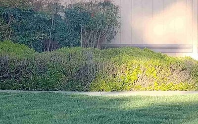 Photo of Jeri S.'s yard after getting landscaping in South Lake Tahoe, CA