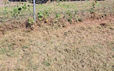 Photo of Linda K.'s yard after getting tree care in Claremore, OK