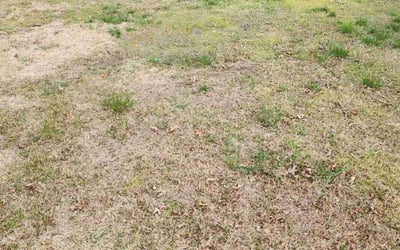 Photo of Stephanie R.'s yard after getting landscaping in Purcell, OK