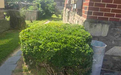 Photo of Sharon F.'s yard after getting tree care in Philadelphia, PA
