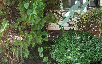 Photo of Jason D.'s yard after getting landscaping in Iron Station, NC