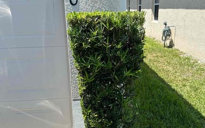 Photo of Shirley S.'s yard after getting tree care in Indialantic, FL
