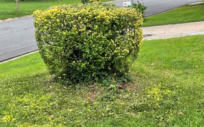 Photo of Angela K.'s yard after getting landscaping in Warm Springs, GA