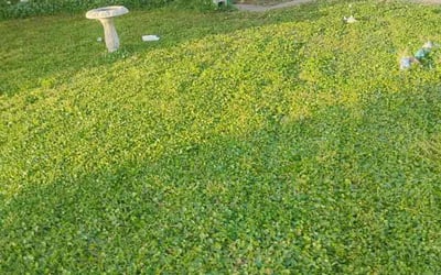 Photo of Jennifer K.'s yard after getting landscaping in Galveston, TX