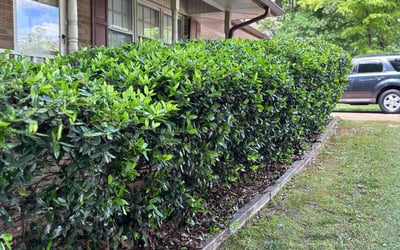 Photo of Vicki C.'s yard after getting lawn care in Duluth, GA