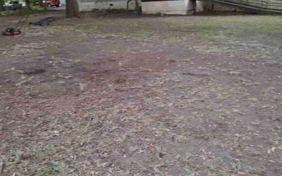 Photo of Robert C.'s yard after getting landscaping in Hilton Head Island, SC
