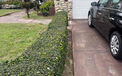 Photo of Monique A.'s yard after getting tree care in Truckee, CA