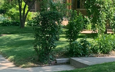 Photo of Jesse W.'s yard after getting landscaping in Saint Francis, WI