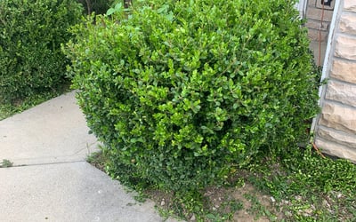 Photo of Lea L.'s yard after getting landscaping in Irwin, OH