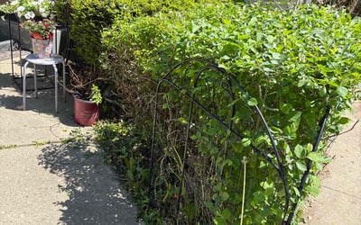 Photo of Diana D.'s yard after getting landscaping in Milwaukee, WI