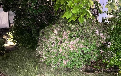Photo of Kim V.'s yard after getting landscaping in Howell, NJ