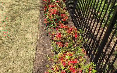 Photo of Jonathan P.'s yard after getting landscaping in Jasper, GA
