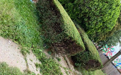 Photo of Deedren O.'s yard after getting lawn care in Chatham, NJ