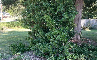 Photo of Charles G.'s yard after getting lawn care in Hillsborough, NC