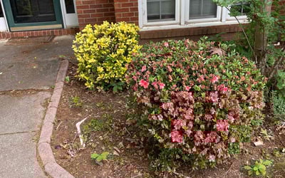 Photo of Derek S.'s yard after getting landscaping in Duluth, GA