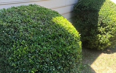 Photo of Alex R.'s yard after getting landscaping in Red Oak, GA