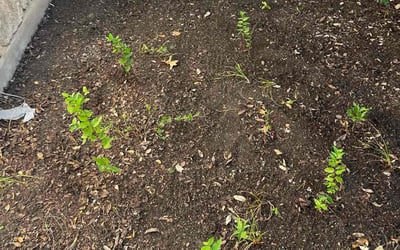 Photo of Dawn G.'s yard after getting tree care in Pipe Creek, TX