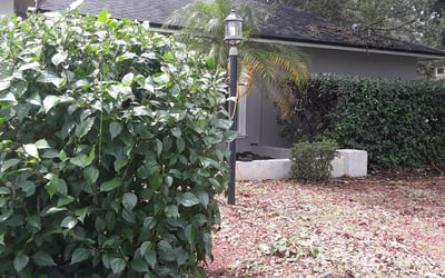 Photo of Kenneth A.'s yard after getting landscaping in Glen Saint Mary, FL