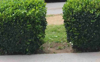 Photo of Jeanette B.'s yard after getting landscaping in Cathedral City, CA
