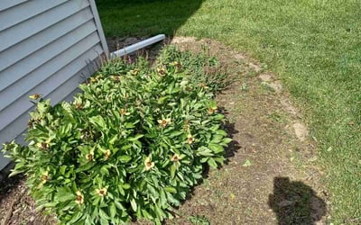 Photo of Heidi W.'s yard after getting landscaping in Shakopee, MN