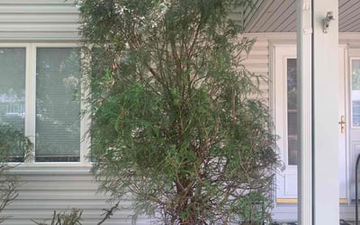 Photo of Carol M.'s yard after getting landscaping in Forest Lake, MN
