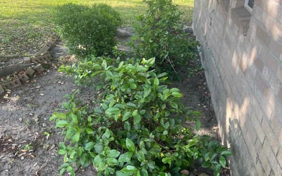 Photo of Nicholas N.'s yard after getting tree care in Cypress, TX